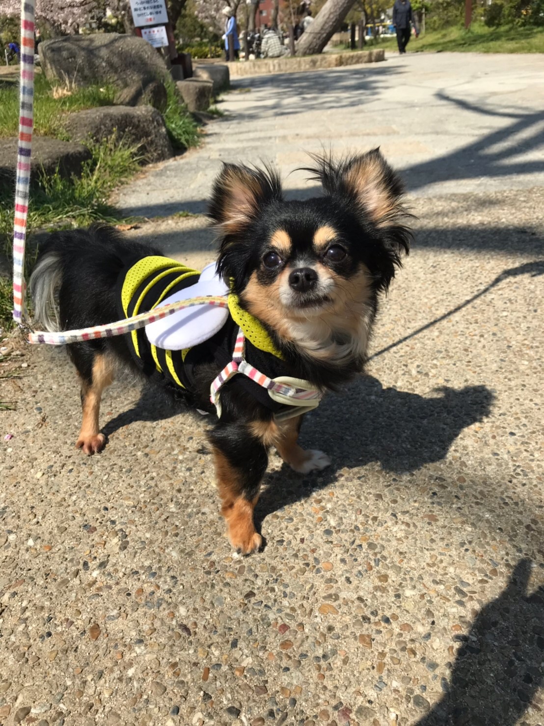 ”保護犬カフェ”のはなし。　