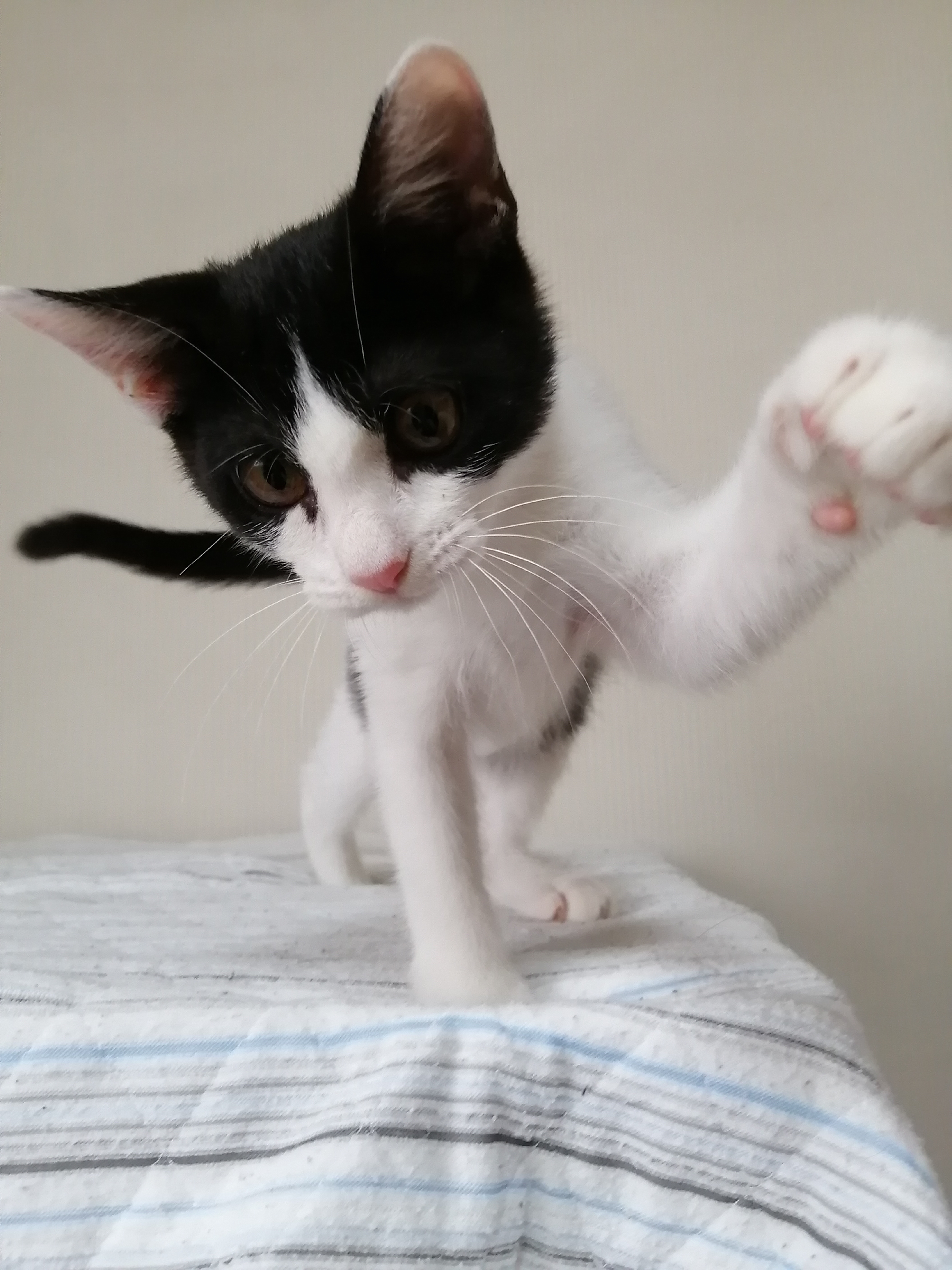子猫保護。part1。