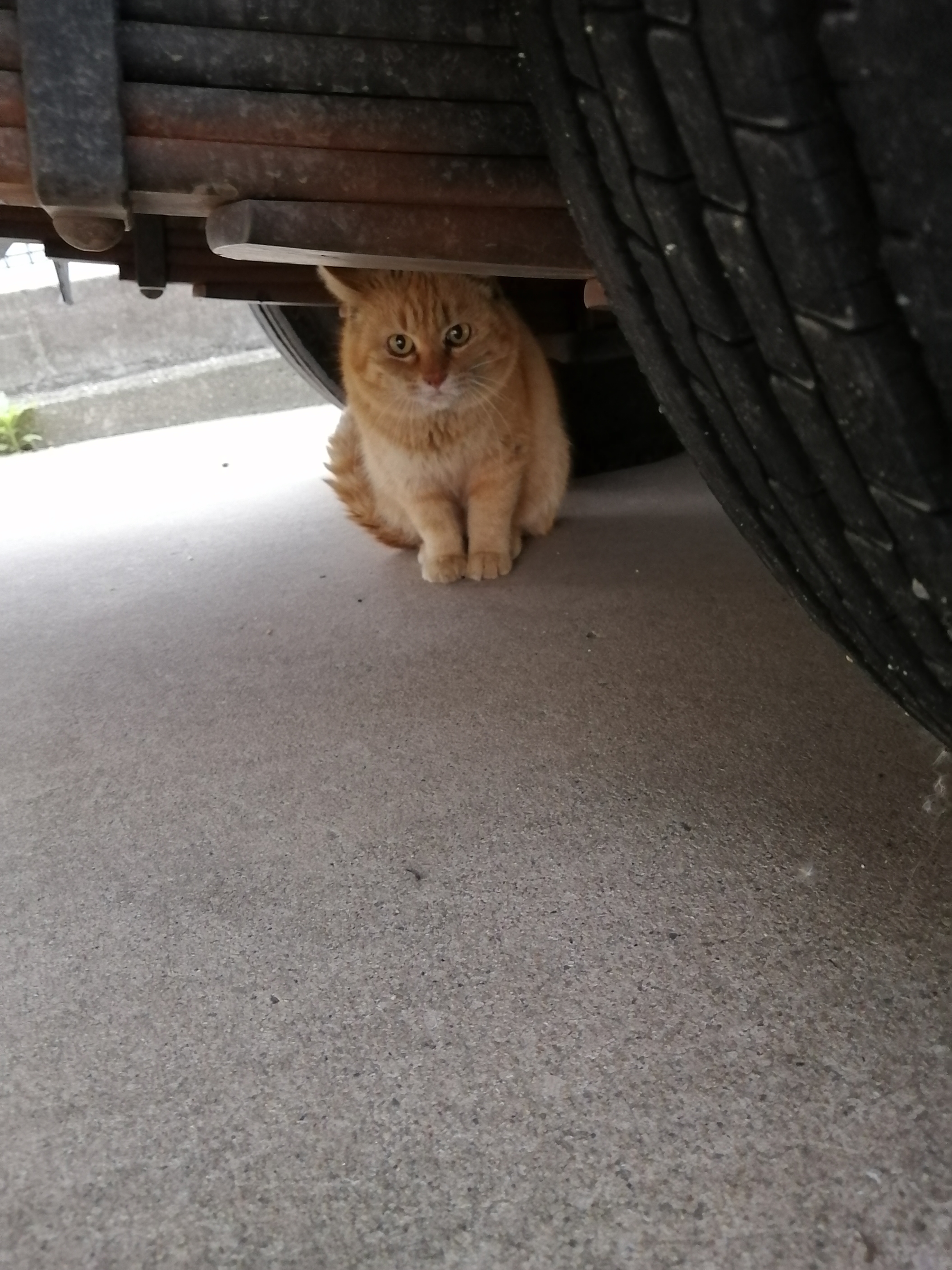 地域猫活動とはなんぞや?